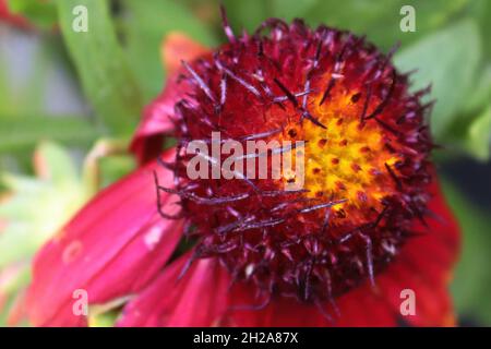 Vista macro della testa di un fiore di coperta rosso Foto Stock