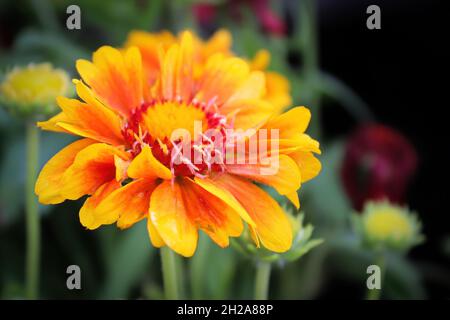Primo piano di un fiore di gaillardia arancione e giallo Foto Stock