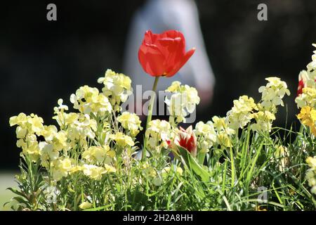 Fuoco poco profondo di un tulipano rosso selvatico circondato da toadflaxes gialli Foto Stock
