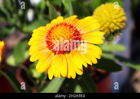 Primo piano di fiori di coperta gialli e arancioni Foto Stock