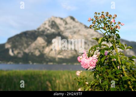 Der Traunstein - ein markanter Berg im Salzkammergut mit Rosen im Vordergrund (Oberösterreich, Österreich) - il Traunstein - una montagna impressionante in t Foto Stock