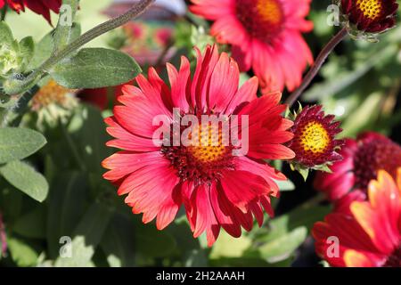 Uno sfondo di fiori di coperta rossi e gialli Foto Stock