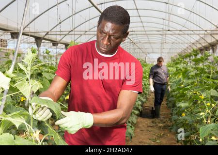 Cetrioli da raccolta afroamericani Foto Stock