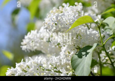 Nahaufnahme einer weißen Flieder-Blüte - primo piano di una fioritura lilla bianca Foto Stock