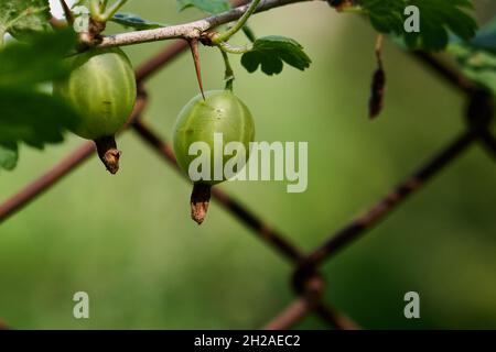 alcuni frutti di bosco maturanti sul ramo foto primo piano Foto Stock