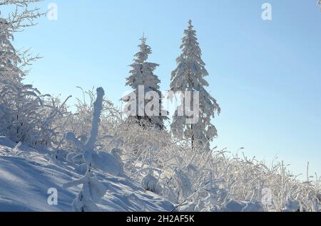 Winterwonderland auf dem Grünberg (Gmunden, Salzkammergut, Oberösterreich, Österreich) - Winter Wonderland sul Grünberg (Gmunden, Salzkammergut, Up Foto Stock