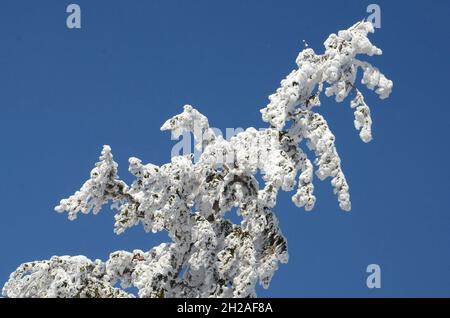 Winterwonderland auf dem Grünberg (Gmunden, Salzkammergut, Oberösterreich, Österreich) - Winter Wonderland sul Grünberg (Gmunden, Salzkammergut, Up Foto Stock