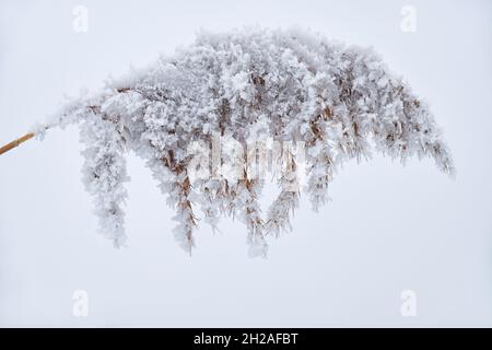 Erba di canna appassita sulla neve Foto Stock