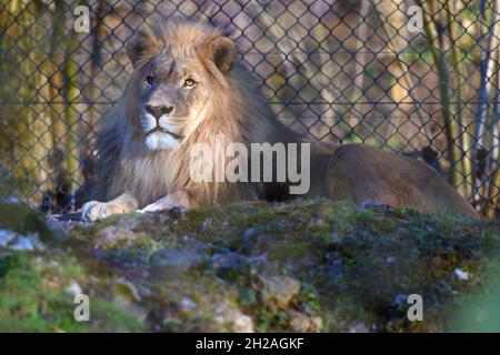 Löwe im Zoo Salisburgo, Österreich, Europa - Leone a Salisburgo Zoo, Austria, Europa Foto Stock