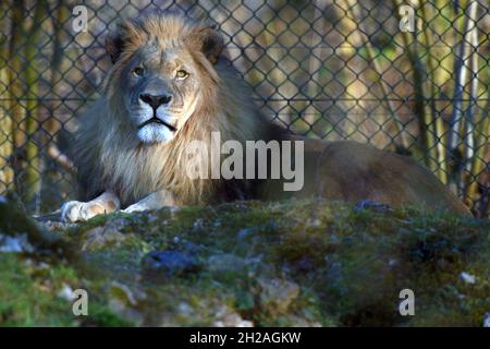 Löwe im Zoo Salisburgo, Österreich, Europa - Leone a Salisburgo Zoo, Austria, Europa Foto Stock