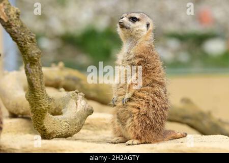 Erdmännchen im Zoo Schmiding, Koenglbach, Oberösterreich, Österreich, Europa - Meerkat in Schmiding Zoo, Austria superiore, Europa Foto Stock