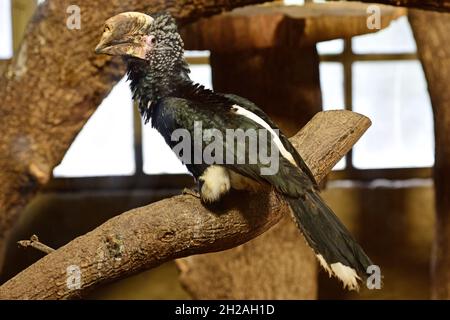 Silberwangenhornvogel im Zoo Schmiding, Krenglbach, Oberösterreich, Österreich, Europa - orata argentea in Zoo di Schmiding, Austria superiore, Aus Foto Stock