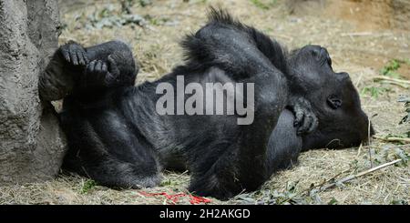 Primo piano di un gorilla di montagna adagiato sul terreno e rilassante in uno zoo Foto Stock