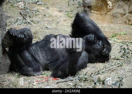 Primo piano di un gorilla di montagna adagiato sul terreno e rilassante in uno zoo Foto Stock