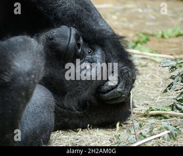 Primo piano di un gorilla di montagna adagiato sul terreno e rilassante in uno zoo Foto Stock