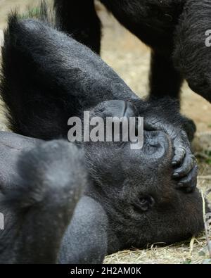 Scatto verticale di un gorilla di montagna che giace a terra e rilassante in uno zoo Foto Stock