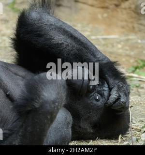 Primo piano di un gorilla di montagna adagiato sul terreno e rilassante in uno zoo Foto Stock