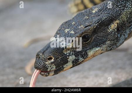 Monitor del merletto (goanna dell'albero) - Varanus varius nella selvaggia nell'Australia orientale. Possono crescere fino a due metri di lunghezza. Foto Stock