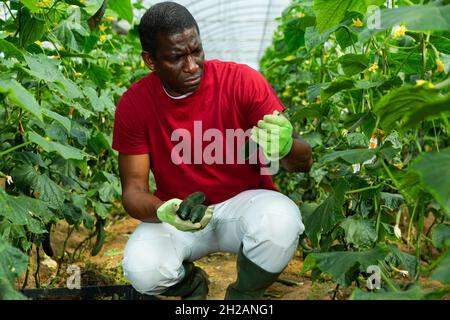Coltivatore afroamericano che raccoglie cetrioli Foto Stock