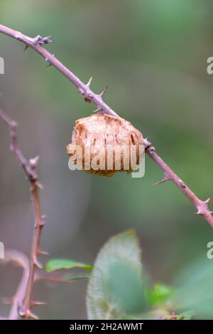 Primo piano di Mantis Ootheca Foto Stock