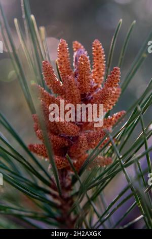 Primo piano verticale colpo di pino Aleppo (Pinus Alepensis) fiore Foto Stock