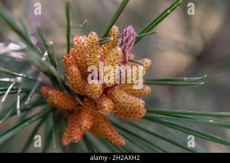 Primo piano colpo di pino Aleppo (Pinus Alepensis) fiore Foto Stock
