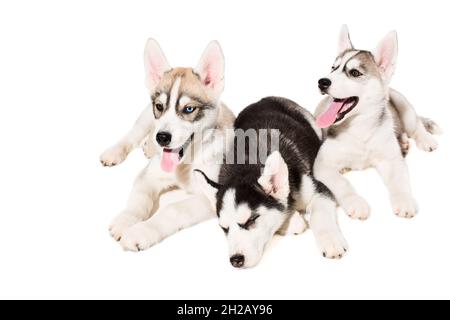 Siberian Husky cuccioli Foto Stock