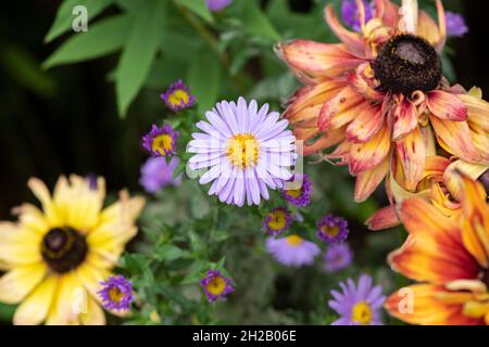 Aster amellus. Michaelmas daisy in mezzo rudbeckia fiori in autunno. REGNO UNITO Foto Stock