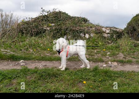 Giovane Puppy che guarda intorno al proprietario durante una passeggiata intorno alle rovine romane a Silchester in Hampshire, Inghilterra, Regno Unito Foto Stock