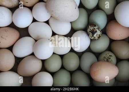 Pollo, oca, quaglia e uova di fagiano in un cestino Foto Stock