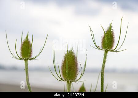 Germogli di cucchiaino verde selvaggio Foto Stock