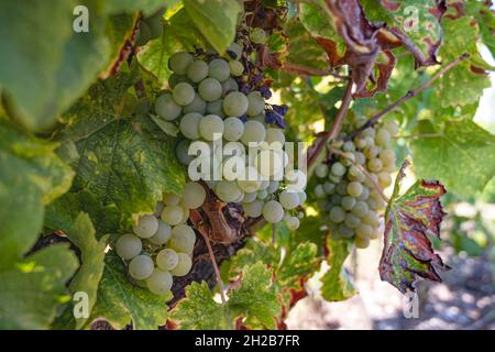 Vigneto mit Sémillon uve a Château d'Yquem, Sauternes. Francia Foto Stock