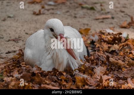 Una cicogna bianca con un lungo becco si siede in foglie gialle e cerca di mantenere caldo. Foto Stock