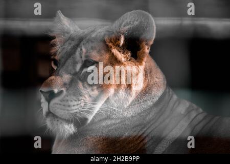 Testa di una leonessa su uno sfondo scuro allo zoo. Foto Stock