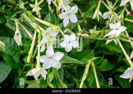 Molti delicati fiori bianchi di pianta di Nicotiana alata, comunemente noto come tabacco di gelsomino, tabacco dolce, tabacco alare, tanbaku o tabacco persiano, in Foto Stock