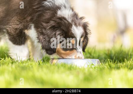 Ritratto di un carino cucciolo di pastore tricolore australiano che beve da una ciotola d'acqua Foto Stock