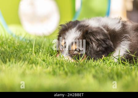 Ritratto di un carino tricolore australiano pastore cucciolo cane in un giardino all'aperto Foto Stock