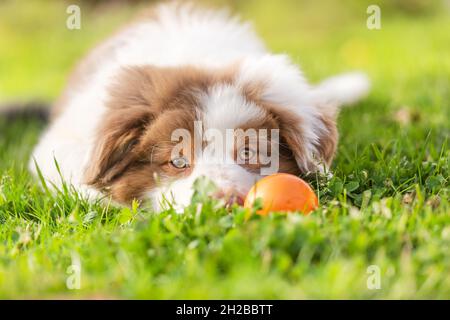 Primo piano di un carino cucciolo pastore australiano che gioca con una palla in un giardino all'aperto Foto Stock