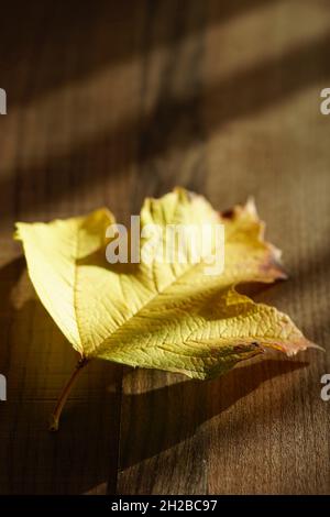 Foglia di biancospino giallo autunnale su tavola di legno soleggiato. Foto Stock