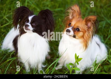 Ritratto del cane Papillon, il Continental Toy Spaniel. Animali domestici. Cane purebred. Tramonto. Divertente, umorismo. Spazio di copia. Foto Stock