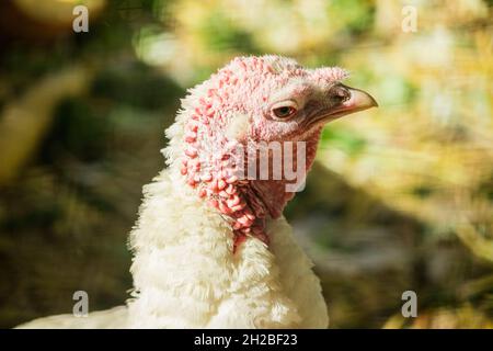 Primo piano in tacchino bianco. Testa di pollame. Agricoltura. Foto Stock