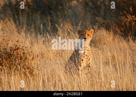 Cheetah (Acinonyx jubatus) guarda nella fotocamera. Parco Nazionale di Etosha, Namibia, Africa Foto Stock