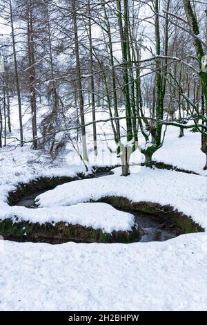 otzarreta faggeta nel nevoso paese basco in una giornata invernale Foto Stock