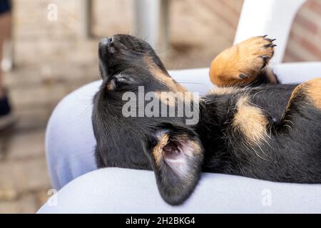 Un mese di marrone brindle Jack Russell cucciolo si distende sulla schiena su un grembo di donna. Il cane dorme. Per la prima volta al sole. T animale Foto Stock