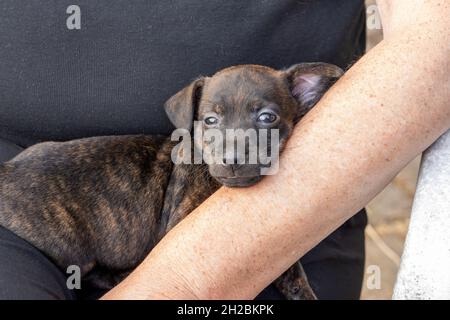 Un mese di marrone, brindle Jack Russell cucciolo giace sul braccio di una donna. Cane che dorme, fuori al sole per la prima volta. Temi animali, fuoco selettivo Foto Stock