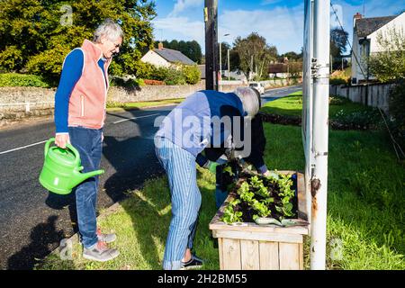 East Budleigh in Bloom - piantando vasche in autunno nella strada principale attraverso il villaggio. Foto Stock