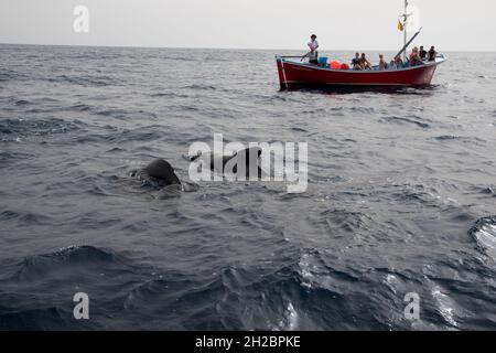 Nelle piccole barche da pesca i turisti guardano le balene pilota a alci che nuotano al largo della costa meridionale di la Gomera nelle Isole Canarie. Foto Stock