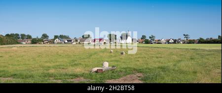 villaggio di poudeschild sull'isola olandese di texel con pecore in prato Foto Stock