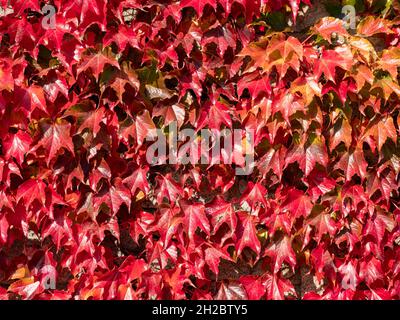 Fuoco rosso acero texture sfondo Foto Stock