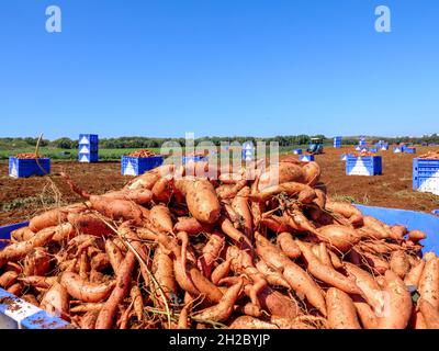 Pallet di patate dolci scavate fresche in un campo. Foto Stock